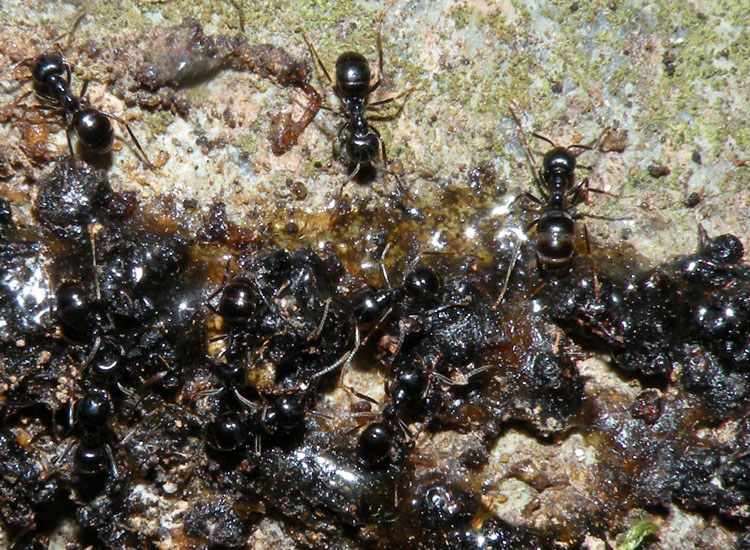 Lasius fuliginosus, Lasius cfr emarginatus, Formica gr. rufa